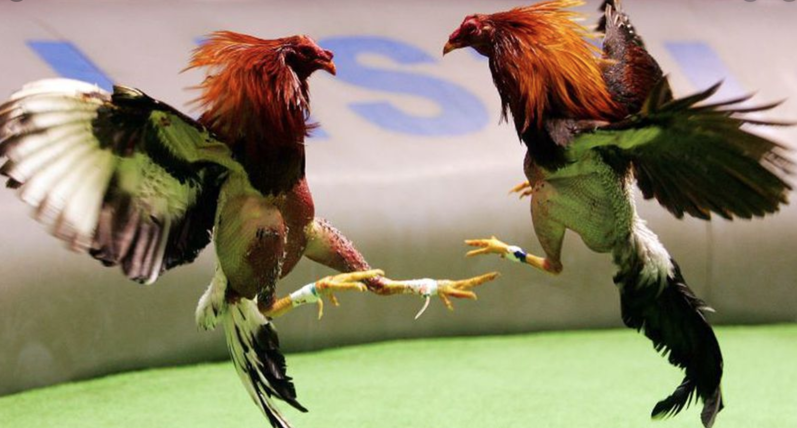Desconocidos matan a un árbitro de pelea de gallos
