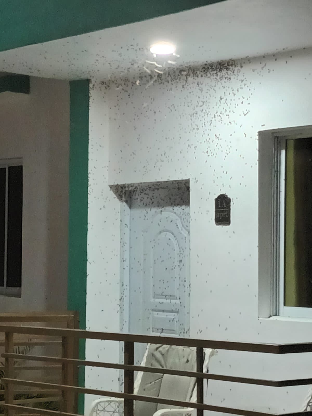 Plaga de "hiede vivo" invade la provincia Montecristi