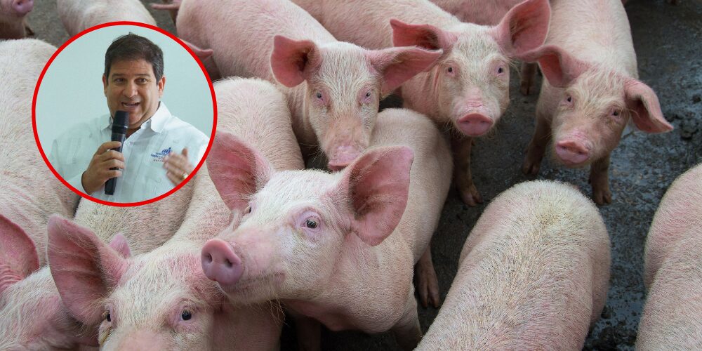 Ganadería recuerda: Prohibida la movilización de cerdos sin certificación para frenar la Peste Porcina
